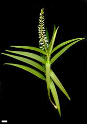 Veronica stricta var. egmontiana. Sprig. Scale = 10 mm.
 Image: M.J. Bayly & A.V. Kellow © Te Papa CC-BY-NC 3.0 NZ